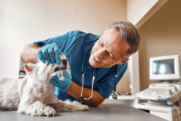 Best Emergency Dental Care for Broken or Chipped Teeth in Antioch, CA